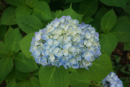Hydrangeas that bloom during the rainy seasonの写真素材
