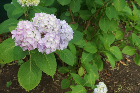 Hydrangeas that bloom during the rainy seasonの写真素材