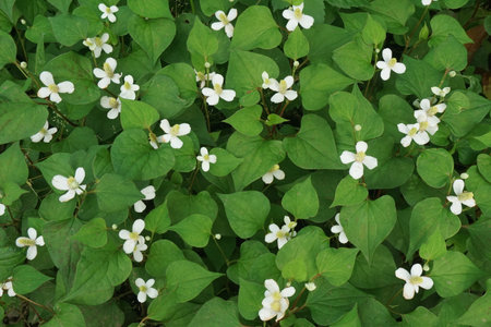 Hokudami with cute small white flowersの写真素材