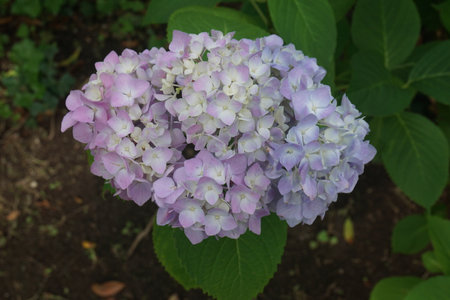 Hydrangeas that bloom during the rainy seasonの写真素材