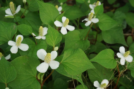 Hokudami with cute small white flowersの写真素材