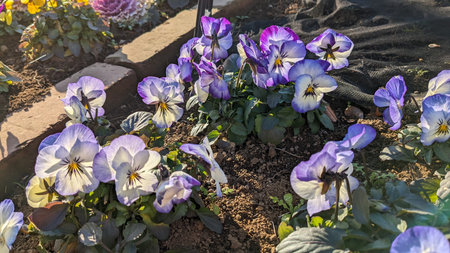 Viola with cute light purple flowers