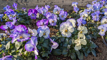 Viola with cute light purple flowers