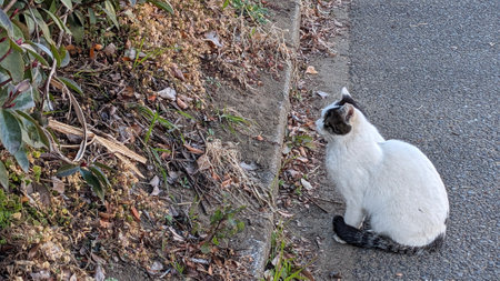 Wild cat outdoors in Japanの写真素材