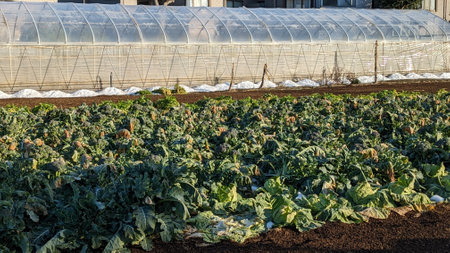 A field where various vegetables are grownの写真素材