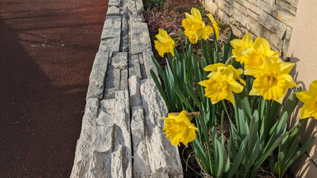 Gorgeous yellow trumpet daffodil flowersの写真素材