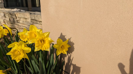 Gorgeous yellow trumpet daffodil flowersの写真素材