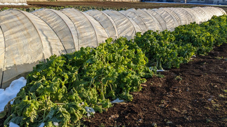 A field where various vegetables are grownの写真素材