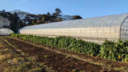 A field where various vegetables are grownの写真素材