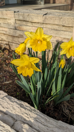 Gorgeous yellow trumpet daffodil flowersの写真素材