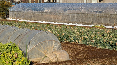 A field where various vegetables are grownの写真素材