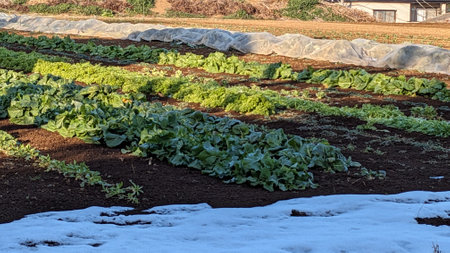 A field where various vegetables are grownの写真素材