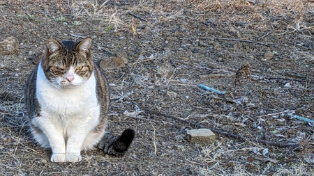 Stray cat outdoors in Japanの写真素材