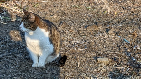 Stray cat outdoors in Japanの写真素材