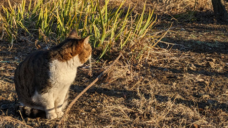 Stray cat outdoors in Japanの写真素材