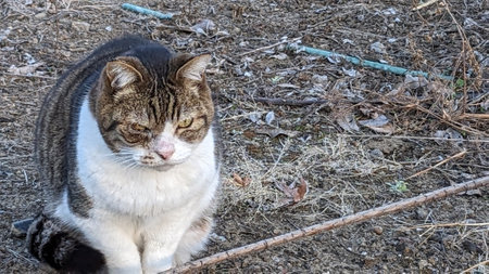 Stray cat outdoors in Japanの写真素材