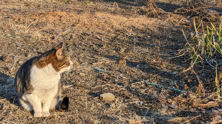Stray cat outdoors in Japanの写真素材