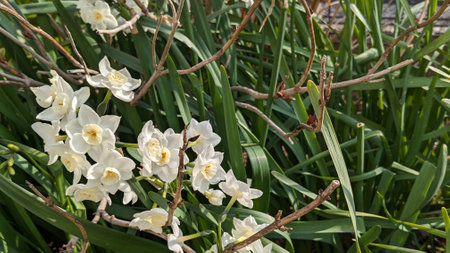 Daffodils blooming in spring in Japanの写真素材