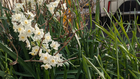 Daffodils blooming in spring in Japanの写真素材