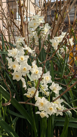 Daffodils blooming in spring in Japanの写真素材