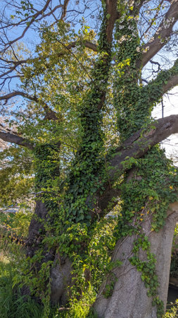 tree covered with green ivyの写真素材