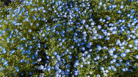 Nemophila with cute small blue flowersの写真素材
