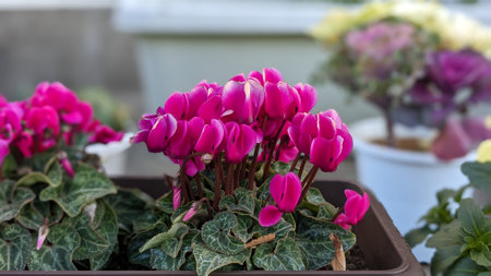 Beautiful bright pink cyclamen flowersの写真素材