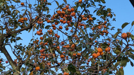 Ripe persimmons in autumn in Japanの写真素材