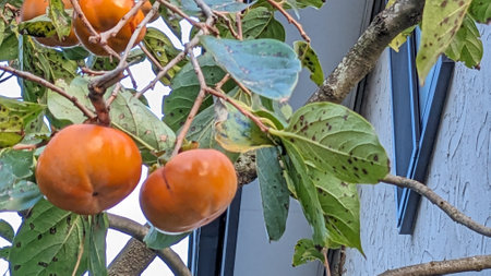 Ripe persimmons in autumn in Japanの写真素材