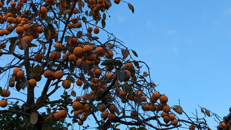 Ripe persimmons in autumn in Japanの写真素材
