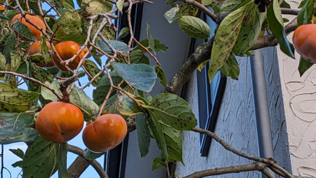 Ripe persimmons in autumn in Japanの写真素材