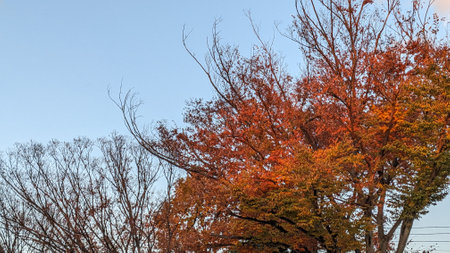 Red-colored trees in autumn in Japanの写真素材