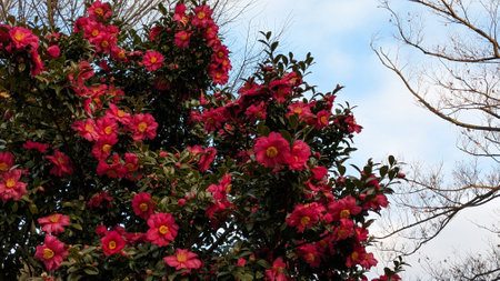 Camellia blooming in winter in Japanの写真素材