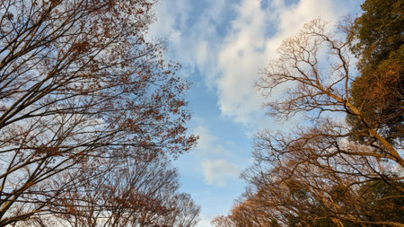 Sky and trees on a clear winter dayの写真素材