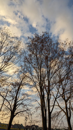 Winter evening sky and treesの写真素材
