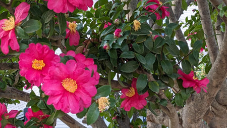 Camellia blooming in winter in Japanの写真素材