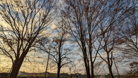 Winter evening sky and treesの写真素材