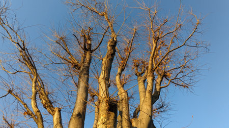 A large tree that has lost its leaves in winterの写真素材