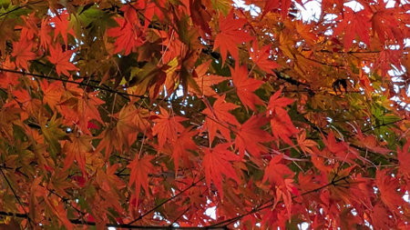 Red maple leaves in autumn in Japanの写真素材