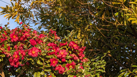Camellia sasanqua blooms in autumn in Japanの写真素材
