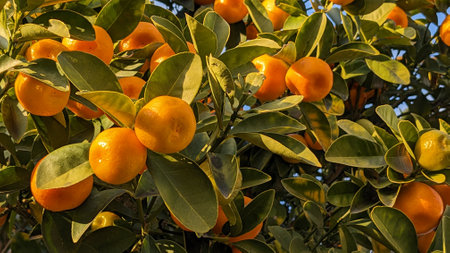 Yellow ripe kumquats in autumn in Japanの写真素材