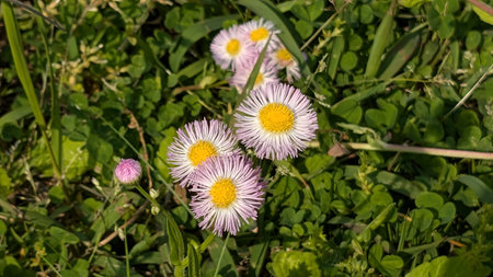 Bellis perennis - Latin name - Bellis perennisの写真素材