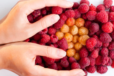 hand holding berries on white backgroundの写真素材