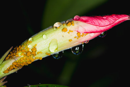 Pests of Ornamental is aphid