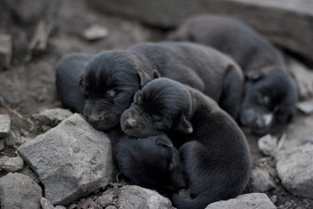 Thailand embraced the black puppy sleeping four の写真素材
