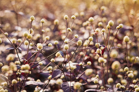  Everlasting, Globe Amaranth on  background bokeh
