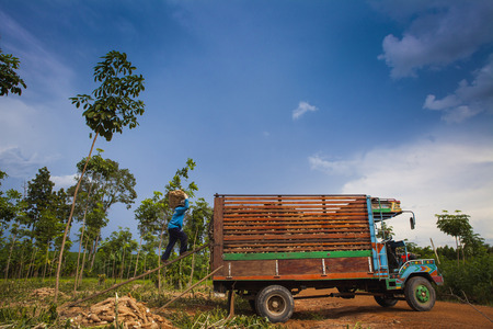 cassava-up truck Harvestingの写真素材