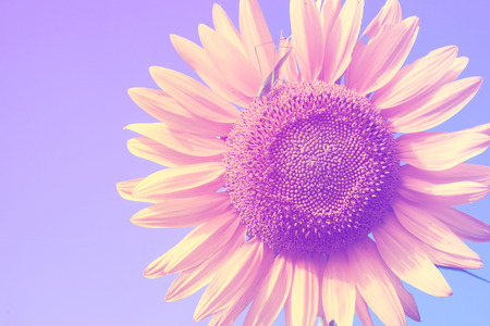 Sunflower and grasshoppers catch the flowers.の写真素材