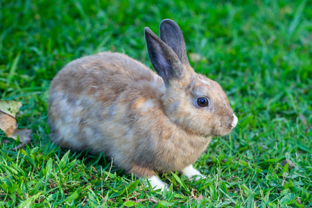 Cottontail bunny rabbit eating grass in the green garden