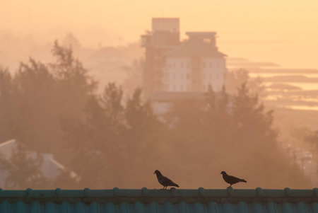two doves on the roof with foggy sunriseの写真素材
